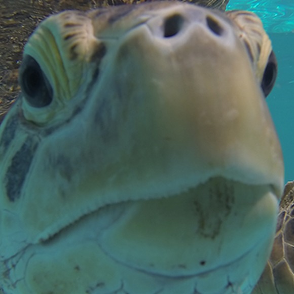 Meet your Posher, Liz - Picture 1 of 1